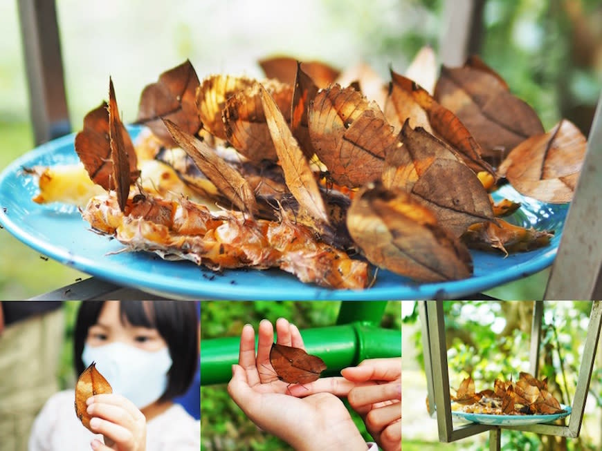 南投埔里｜木生昆蟲博物館