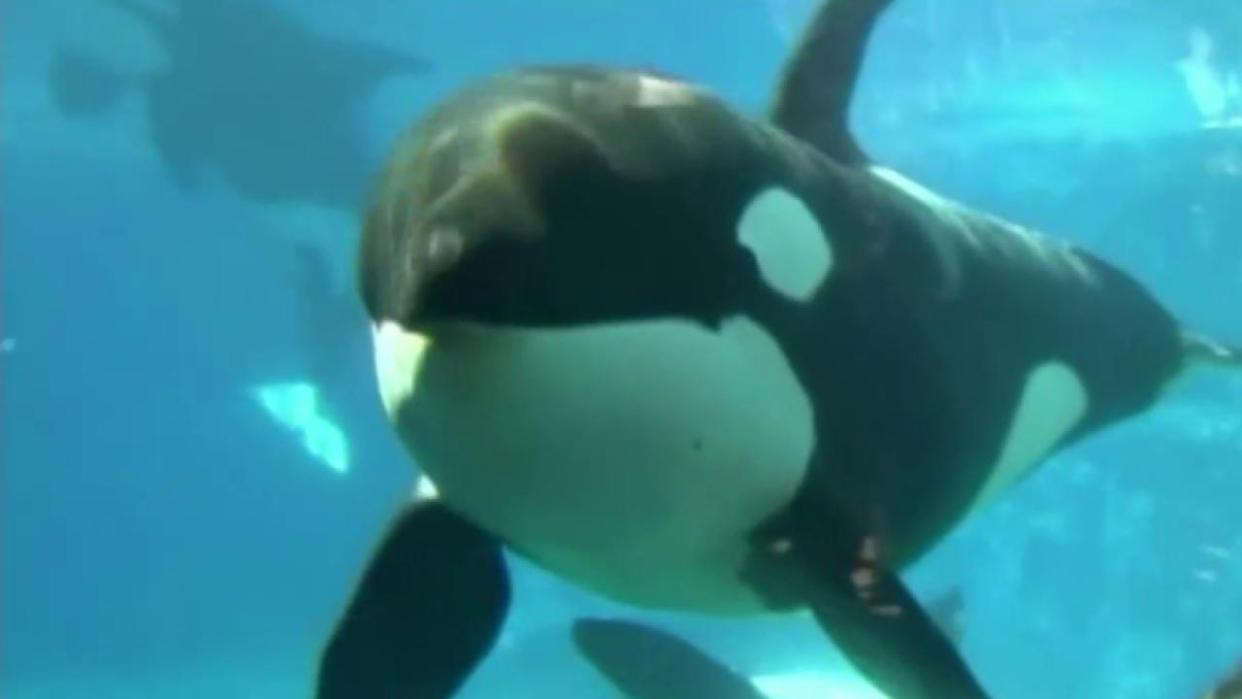 Sea World San Diego Ending Orca Show