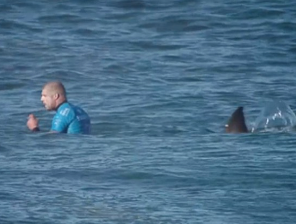 Surfer attacked by great white shark on live TV (video)