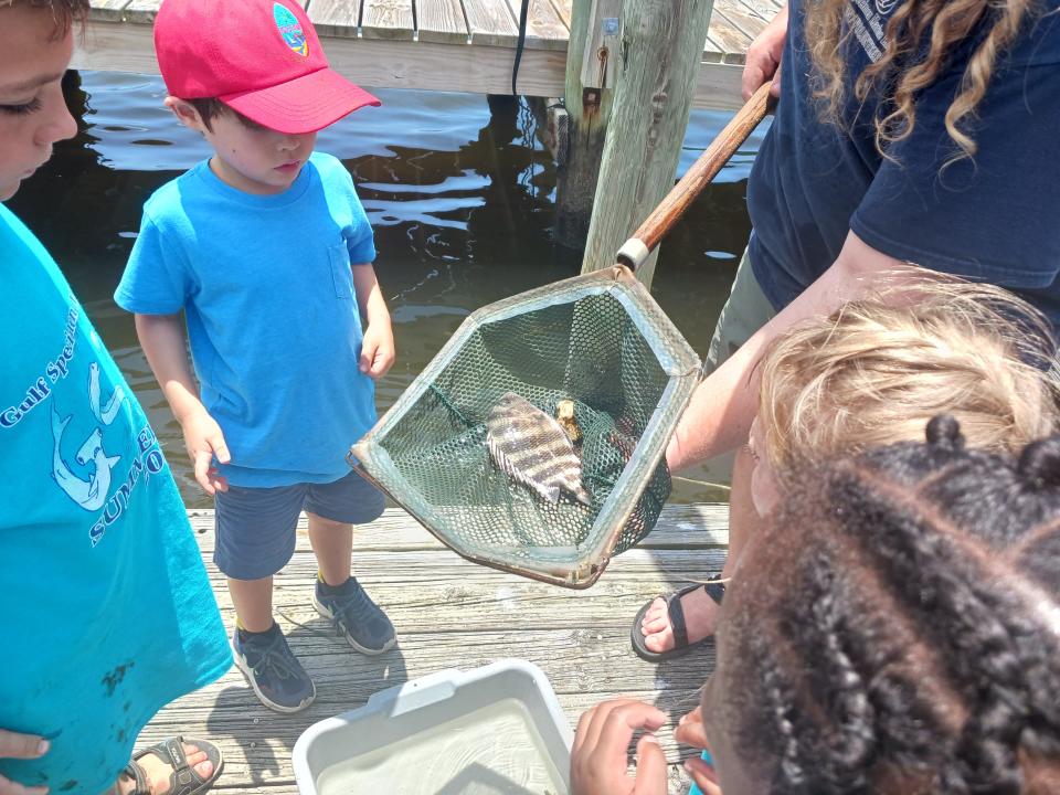 Summer Camp 2024: Aquatic Adventures: A Trip to The Living Dock. Children will love their hands-on and informational trips to the living dock at Gulf Specimen Marine Lab.