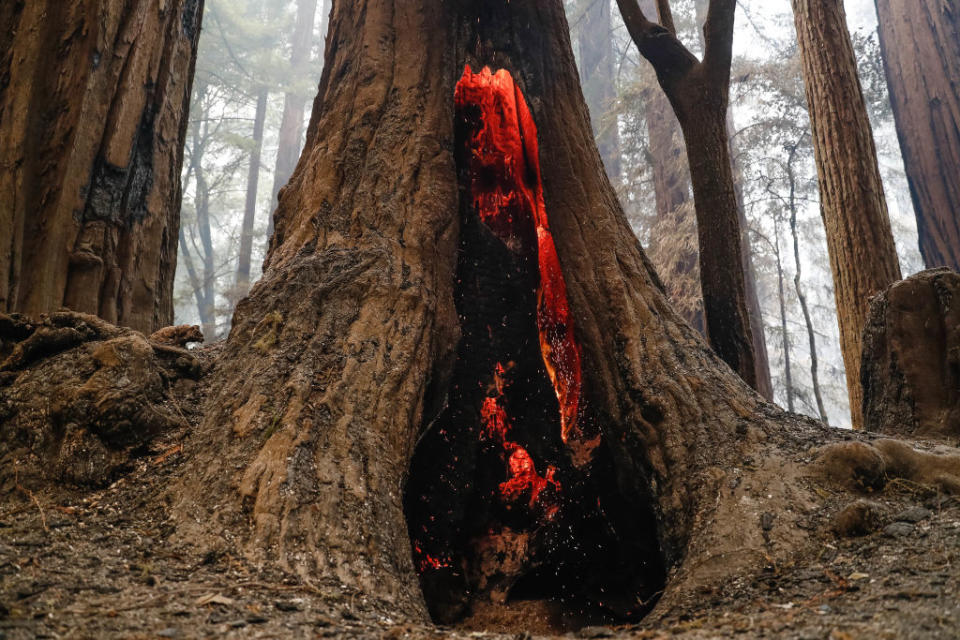 A redwood tree burns near Big Basin Redwoods State Park Headquarters & Visitor Center in Boulder Creek, Calif., on Thursday, Aug. 20, 2020.<span class="copyright">Randy Vazquez/MediaNews Group/The Mercury News—Getty Images</span>