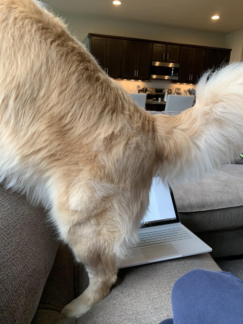 "Our 75-pound golden retriever Oscar jumping between me and my work laptop to look out the window. 'You can see our yearly revenue growth has....SQUIRREL!'" &mdash; <i>Amanda K.</i>