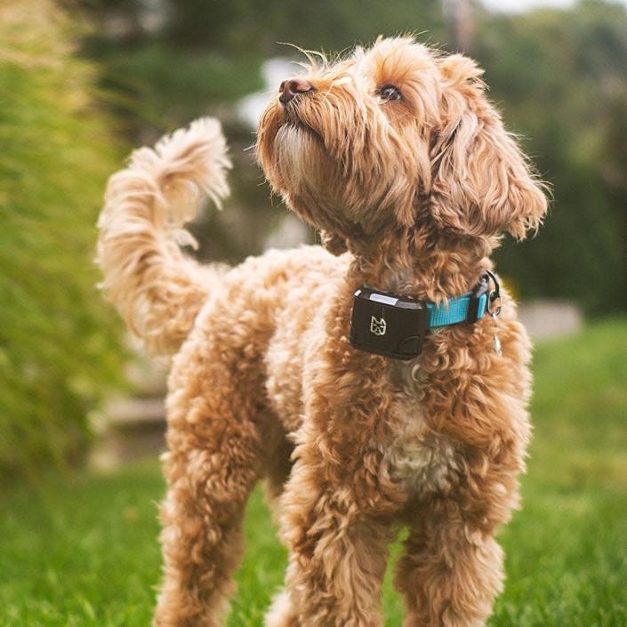 The Wagz Freedom Smart Dog Collar, the only shock-free wireless fence and wellness monitoring system, uses no-shock geofence containment technology and real-time GPS monitoring.