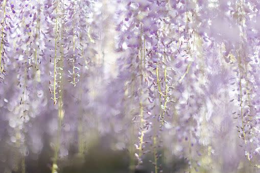 white flowers and flower names