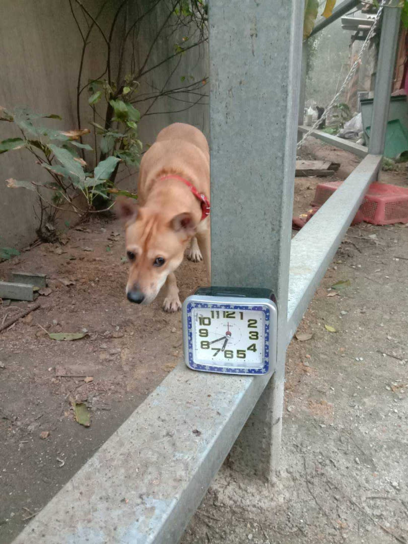 沈女的狗園被放置鬧鐘，鬧鈴定在午夜12點發生聲響，嚇得毛孩拚命狂吠也讓鄰居不安寧。（圖／讀者提供）