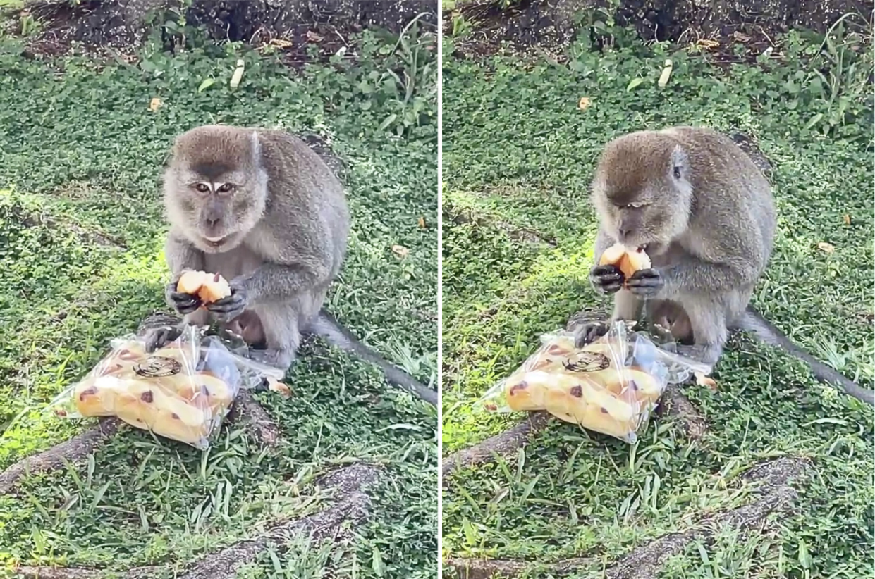 Screengrabs of monkey eating stolen bread from nearby bakery in Kovan (Photos: Yahoo SEA reader)