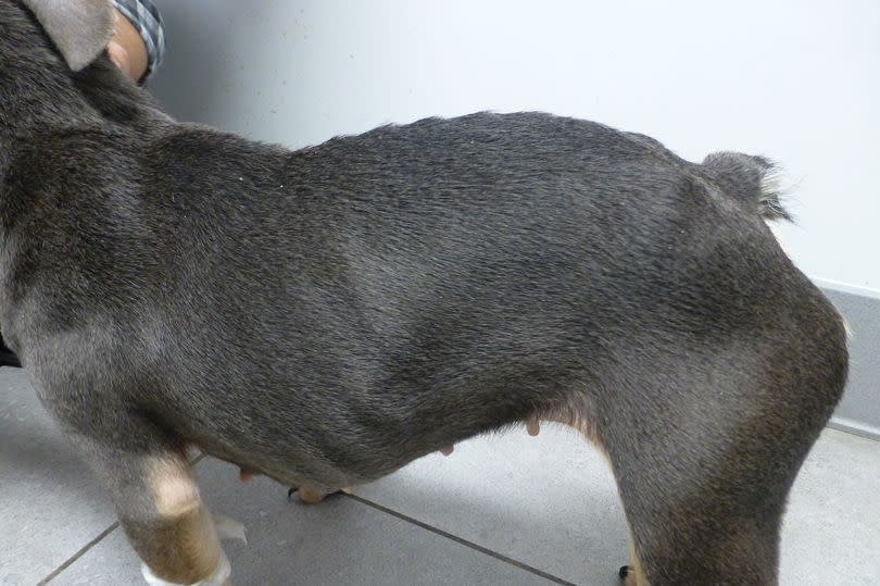 Violet was malnourished and dehydrated when she was rescued by RSPCA officers