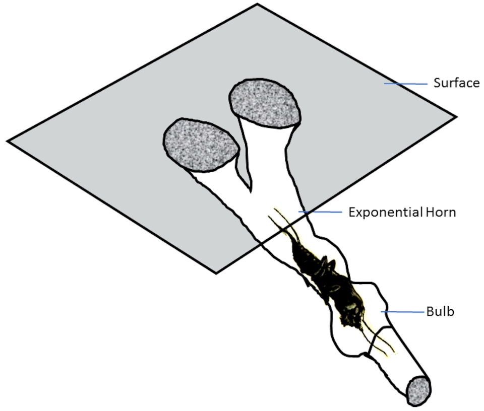 The male mole cricket sings from his specially designed burrow, which amplifies sound like a horn. <a href="https://en.wikipedia.org/wiki/Mole_cricket#/media/File:Mole_cricket_burrow.png" rel="nofollow noopener" target="_blank" data-ylk="slk:Ian Alexander, new drawing based on Bennet-Clark, 1970 with public domain insect from Lydekker 1879;elm:context_link;itc:0;sec:content-canvas" class="link ">Ian Alexander, new drawing based on Bennet-Clark, 1970 with public domain insect from Lydekker 1879</a>, <a href="http://creativecommons.org/licenses/by-sa/4.0/" rel="nofollow noopener" target="_blank" data-ylk="slk:CC BY-SA;elm:context_link;itc:0;sec:content-canvas" class="link ">CC BY-SA</a>