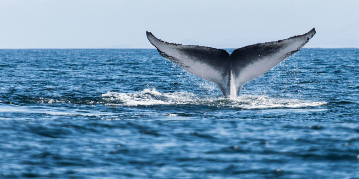 Photo credit: Mike L. Baird / Getty