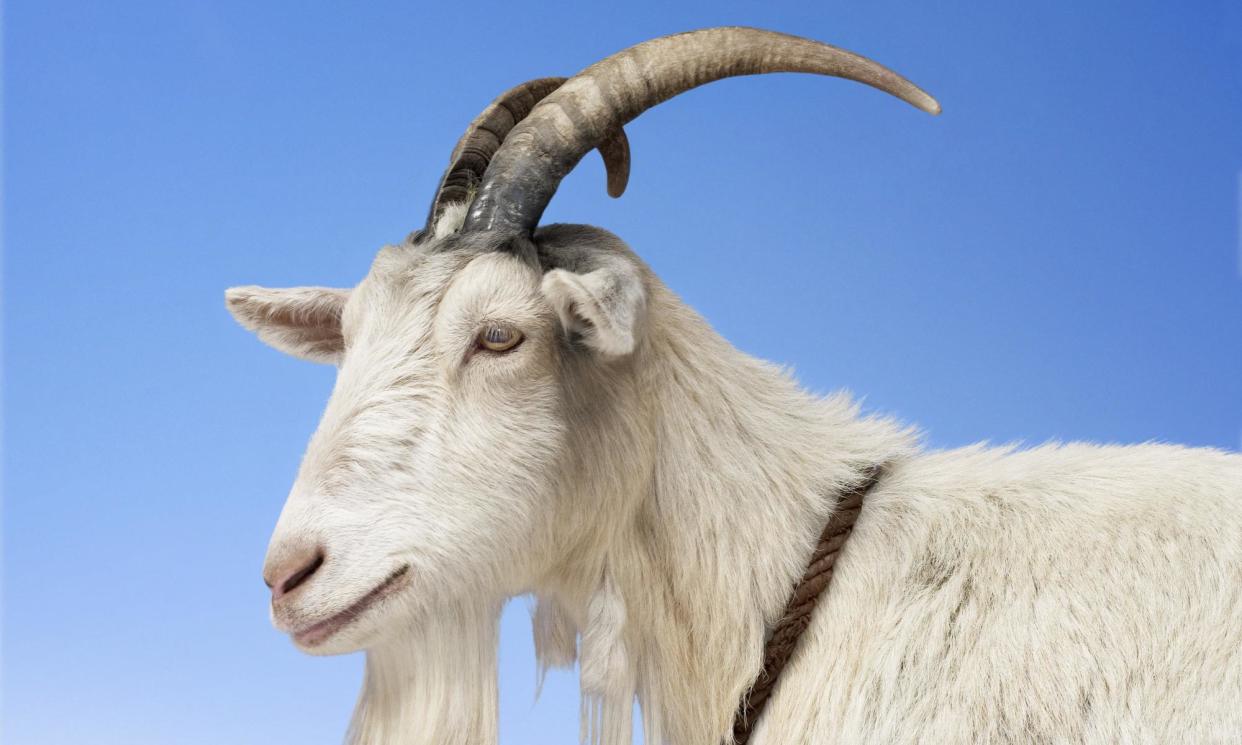<span>The number of goats has grown so rapidly in recent years that they started to gravitate to inhabited areas, causing havoc in gardens and even wandering into people’s homes.</span><span>Photograph: Digital Zoo/Getty Images</span>