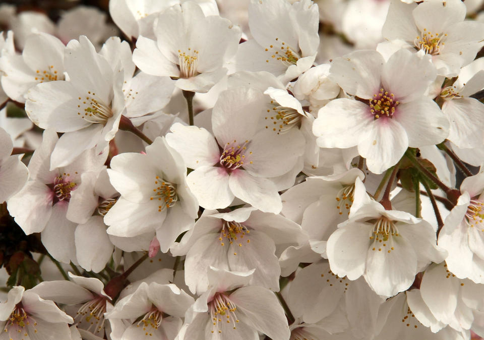 Cherry Blossoms Begin To Bloom In Washington