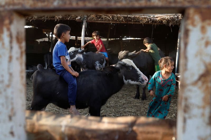 The Wider Image: Drought imperils Iraq's water buffalo and a child's way of life