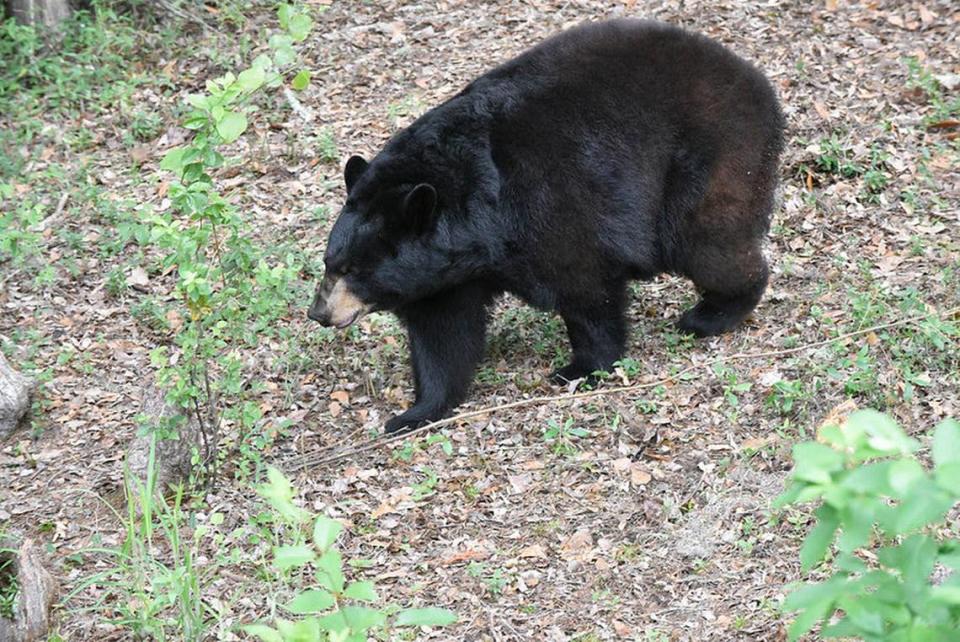 The Florida black bear spends the spring teaching its cubs how to hunt for food and other survival skills.