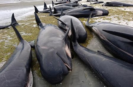 People stand between some of the hundreds of stranded pilot whales that have died after one of the country's largest recorded mass whale strandings, in Golden Bay, at the top of New Zealand's south island, February 10, 2017. REUTERS/Ross Wearing