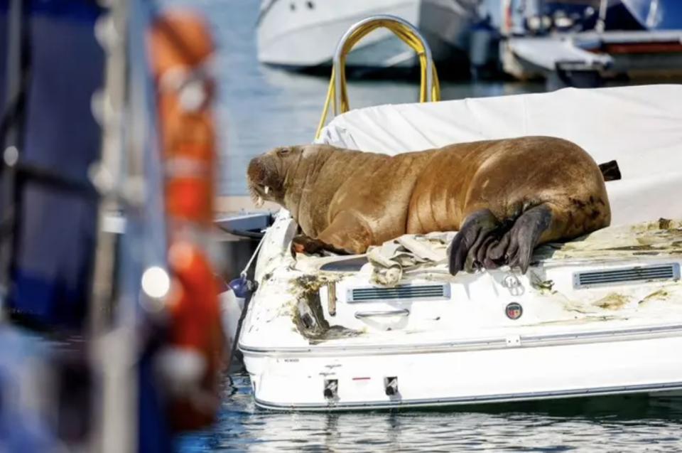 a chubby brown walrus chills out on a small white boat on water
