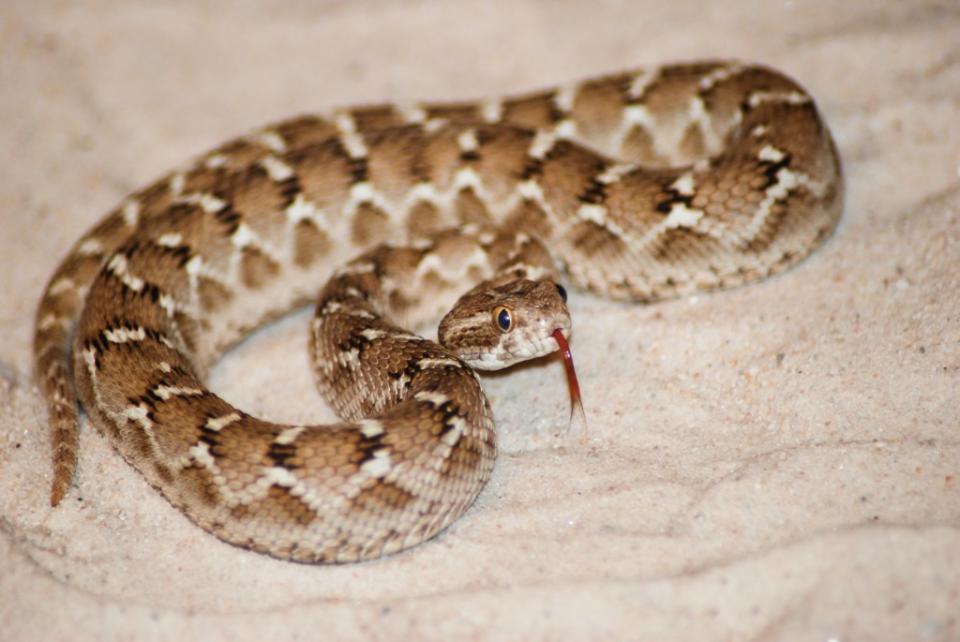 The carpet or small-scaled viper, the deadliest snake on Earth, is responsible for more deaths than all other species combined. Kevin – stock.adobe.com