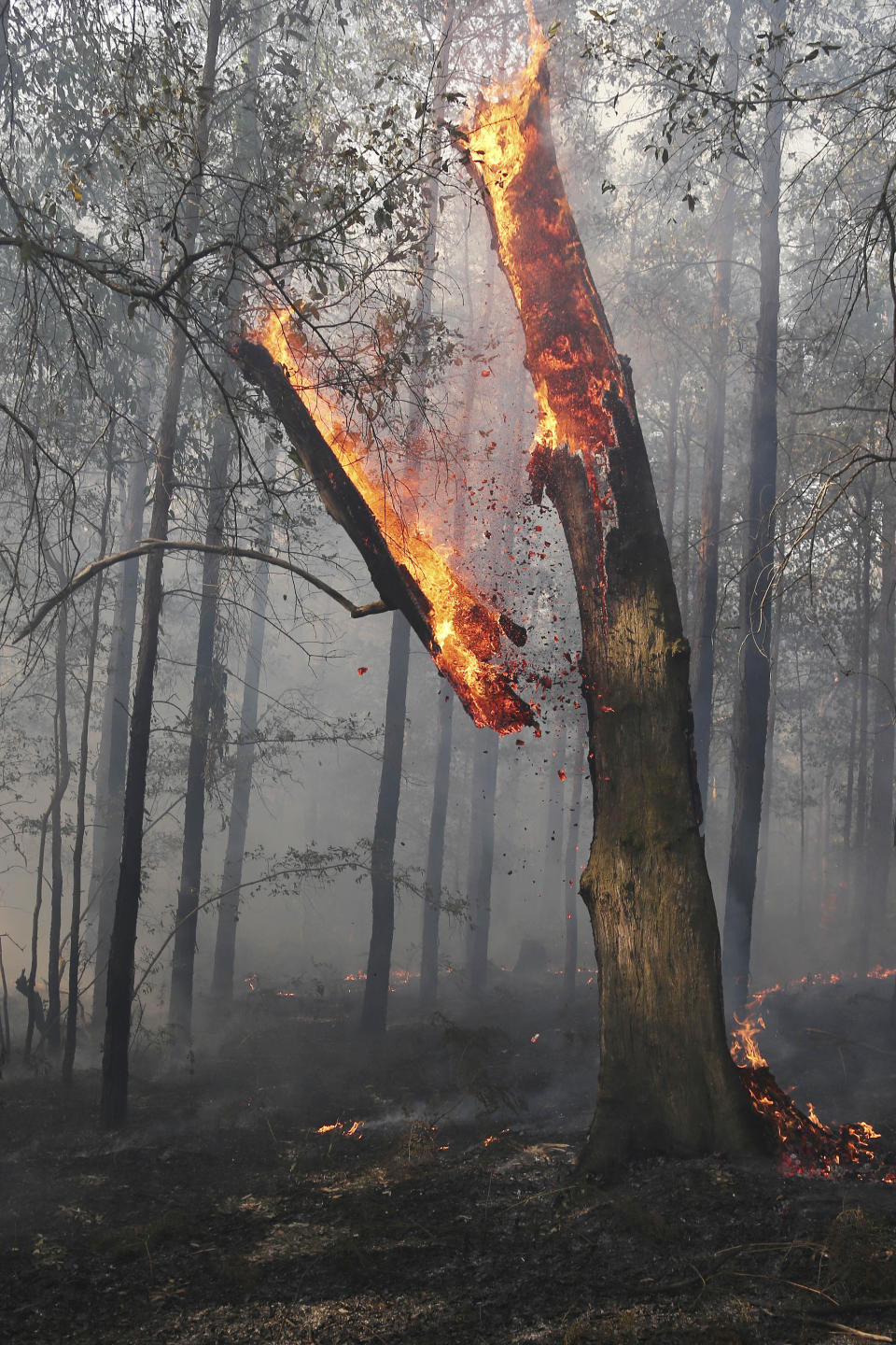 A burnig tree falls during a mop-up by firefighters after a firestorm swept through a property in Bilpin, 75 kilometers (47 miles) from Sydney, Wednesday, Oct. 23, 2013. (AP Photo/Rob Griffith)
