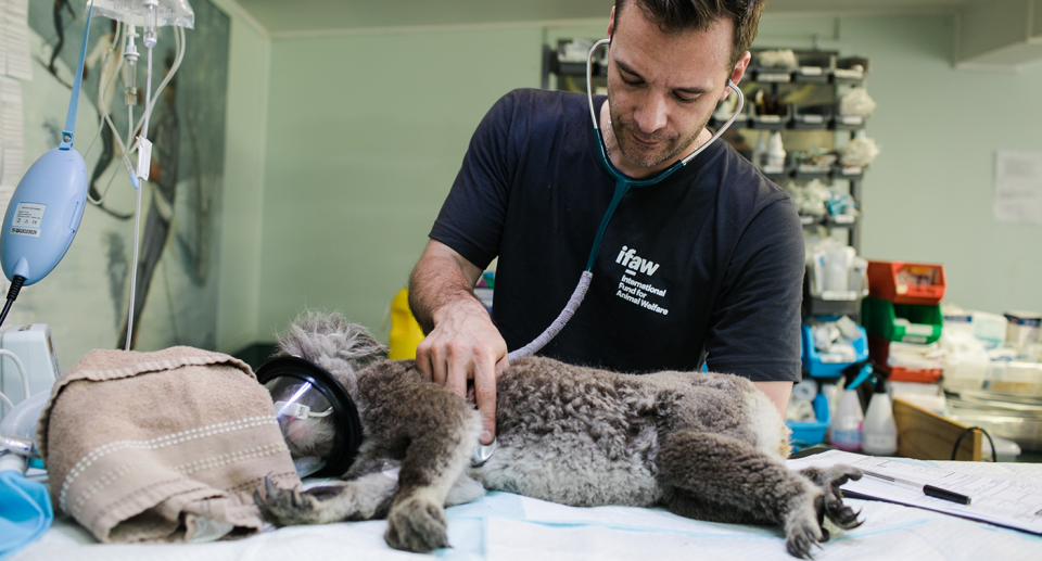 A vet examines an injured koala.