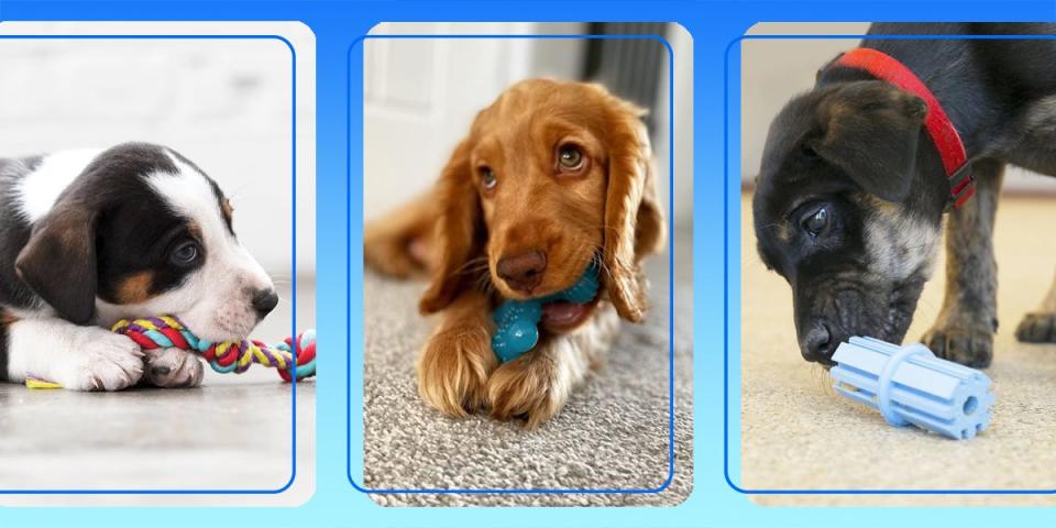 Three puppies are chewing on different rope and rubber toys in side by side images framed in blue.