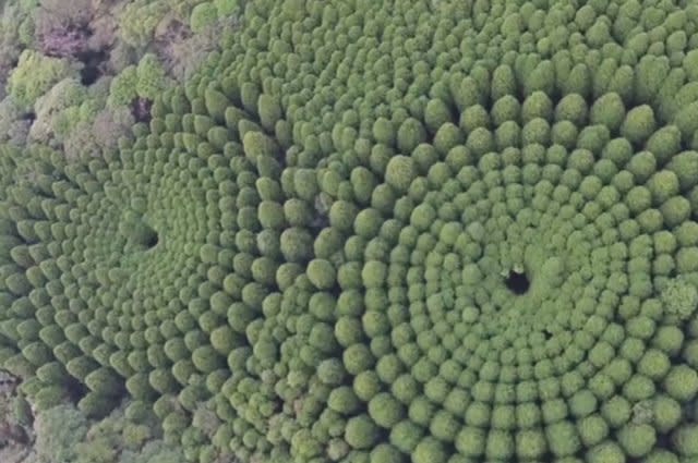 Strange tree 'crop circles' are being spotted in Japan