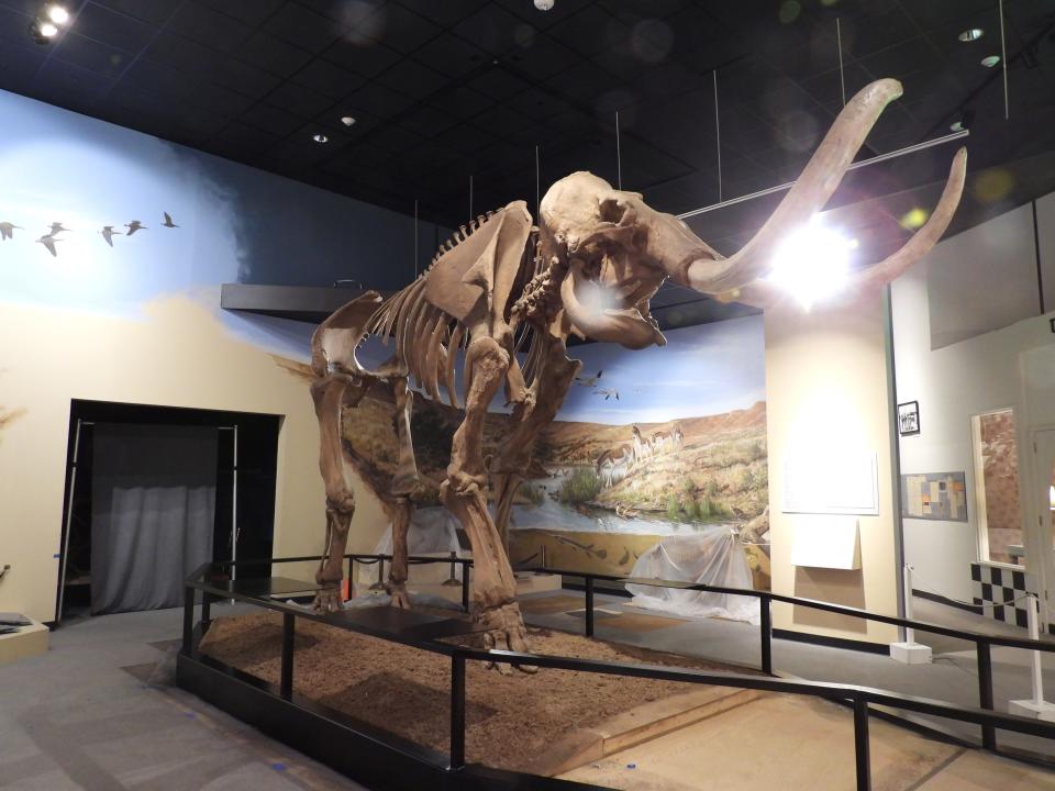 Articulated Mammoth skeleton seen at the museum at Texas Tech University.
