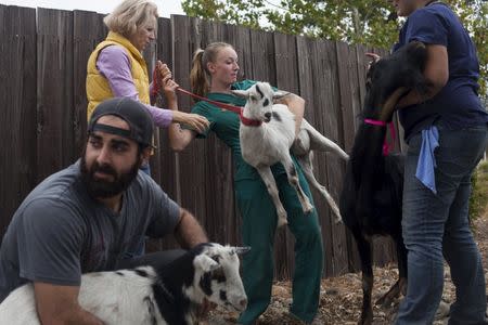 Volunteers, including veterinary technician Genna Runkel (C), arrange goats displaced by the Valley Fire for transfer from the Middletown Animal Hospital in Middletown, California September 15, 2015. REUTERS/David Ryder