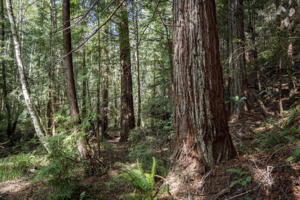 This undated photo provided by Save the Redwoods League shows some of the 523 acres of redwood forestland in Mendocino County, Calif., which was donated to the InterTribal Sinkyone Wilderness Council for lasting protection and ongoing stewardship. The conservation group is turning over a historic redwood grove on the Northern California coast to the descendants of the original Native American inhabitants. (Max Forster/Save the Redwoods League via AP)