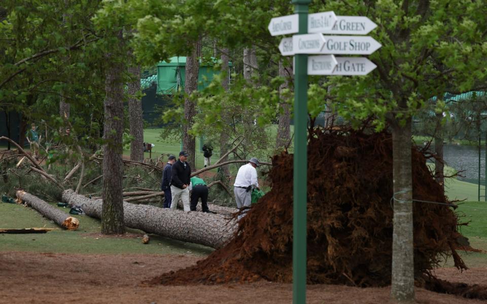 Fallen trees Masters