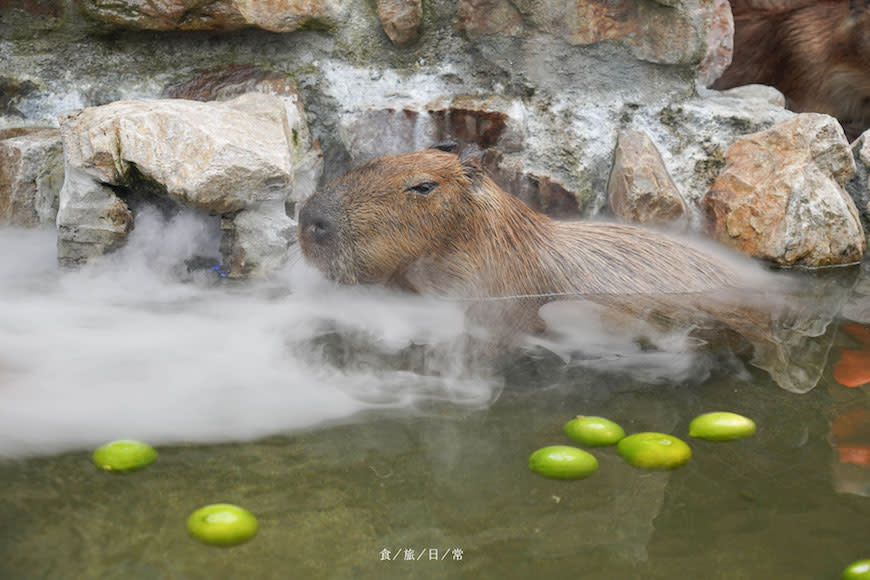 宜蘭｜張美阿嬤農場