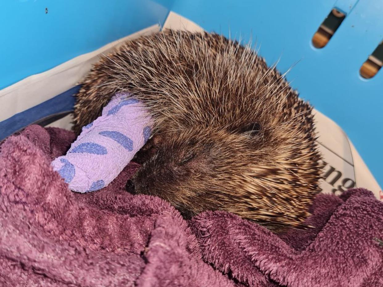 The hedgehog died along with its three hoglets after it was attacked. (Hertfordshire Police)