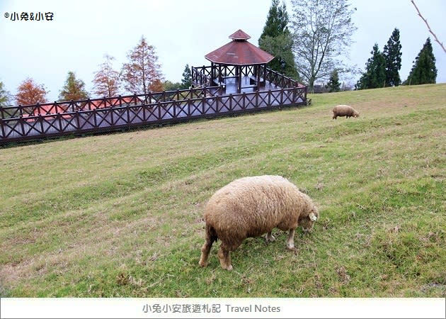 『綿羊城堡』清境農場雪國的綿羊城堡，夢幻婚紗景點～