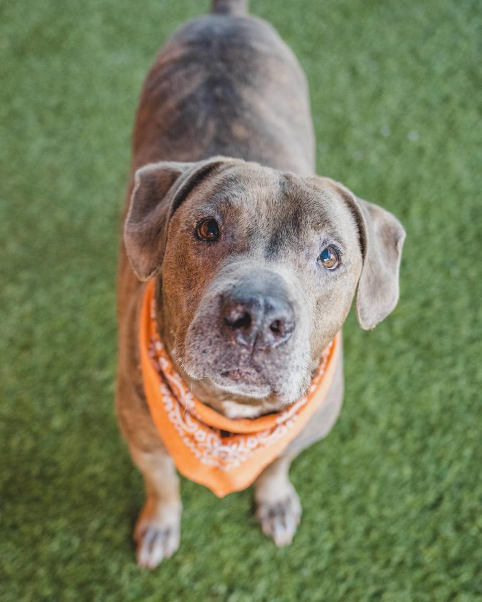 “Max A2401377 is the perfect gentleman who has been at the shelter since October of 2022. This 10-year-old Zen master likes to be the only object of your affections and will thrive as an only pet. He loves belly rubs and will throw himself at your feet and roll on his back with a not-so-subtle invitation to tickle his belly. He enjoys calm leisurely strolls and would love to be your walking buddy.”