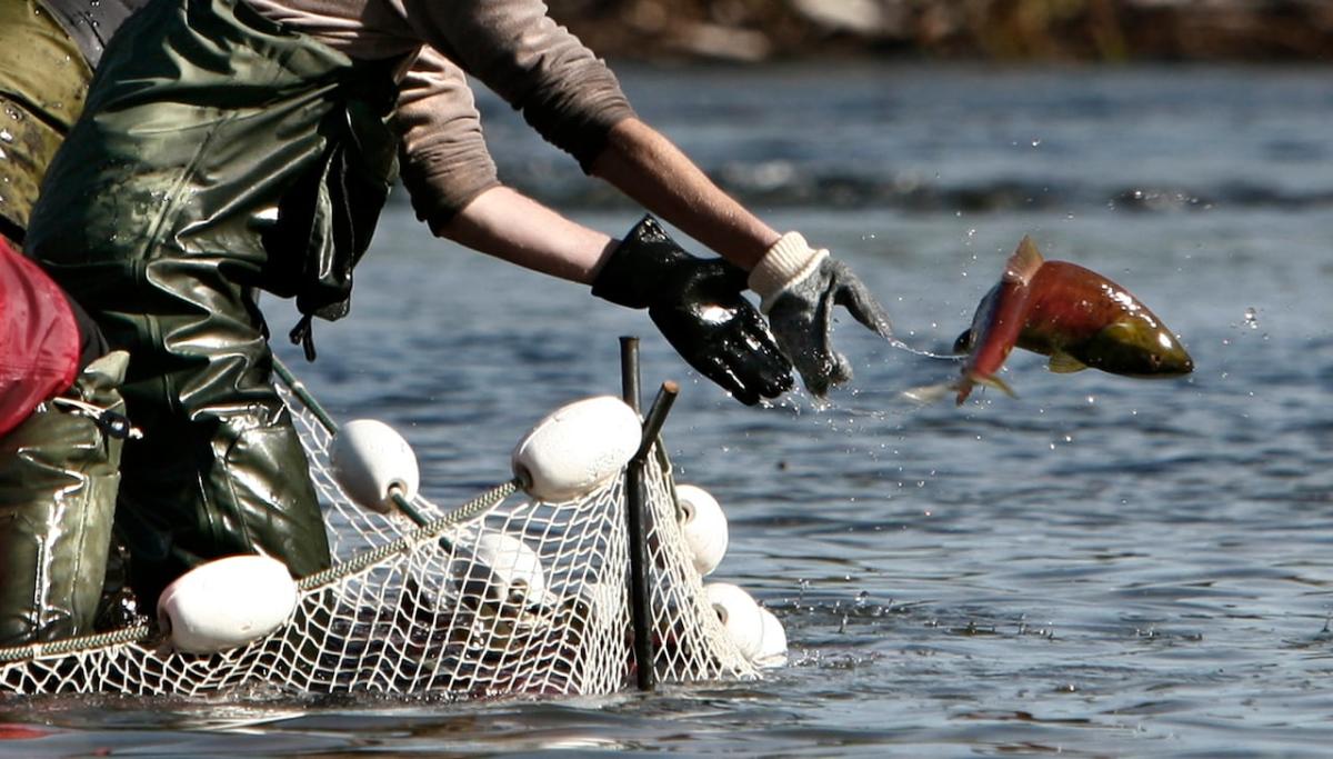 Very few sockeye have passed Chilcotin River landslide area: DFO