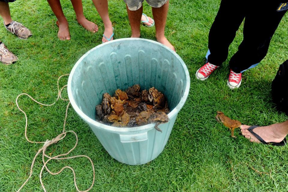 <span class="caption">Once-a-year catching efforts have a negligible effect on toad numbers.</span> <span class="attribution"><span class="source">Tracey Nearmy/AAP</span></span>