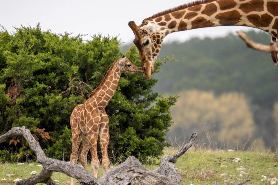 A baby female giraffe was born to Nettie at the Fossil Rim Wildlife Center in Glen Rose, Texas, on Sunday, March 19, 2023. She is the second baby giraffe born in 2023 at the wildlife center. Her name has yet to be announced. Fossil Rim Wildlife Center