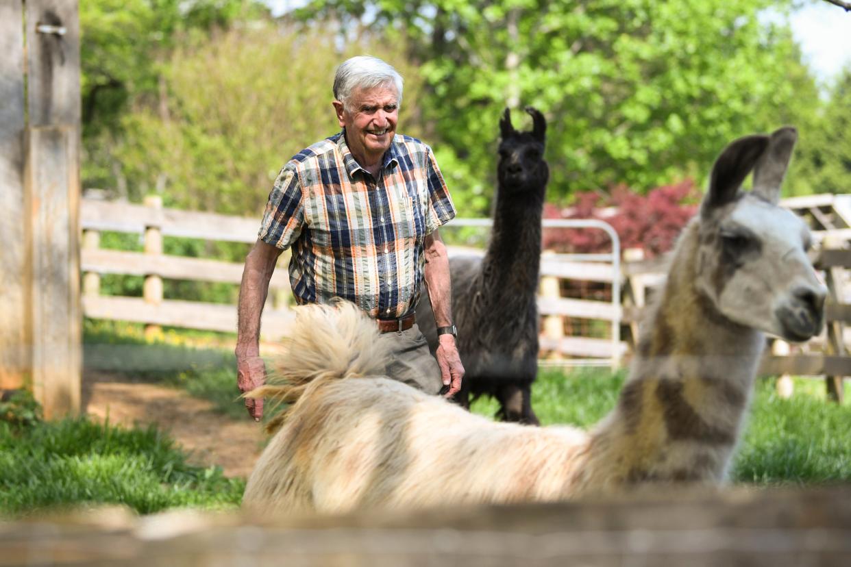 Tucker Montgomery walks with his llamas at Laughalot Farm at the border of Knox and Loudon counties.