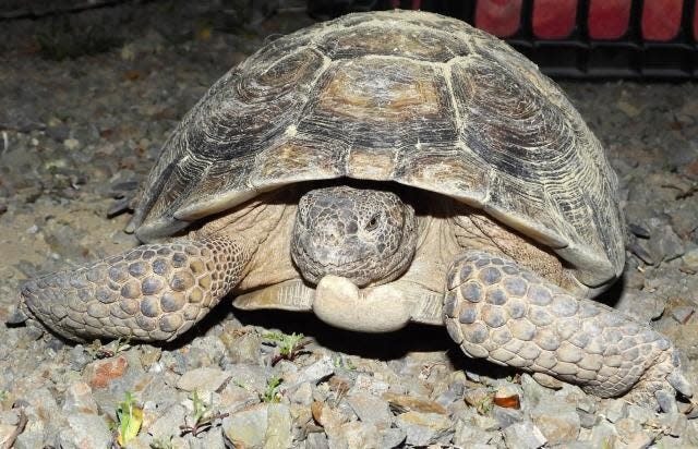 "Lucky" the tortoise was rescued from the bottom of a mineshaft in the Newberry Mountains Wilderness by federal Bureau of Land Management and San Bernardino County Sheriff's Department officials in early March, 2024.