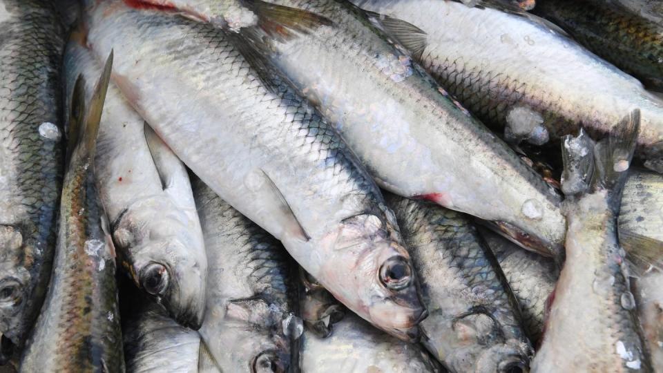 Die Fangquoten für Hering sinken in der westlichen Ostsee.