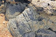 在砂島附近偶爾遇上珊瑚礁化石。（周翠玲攝）