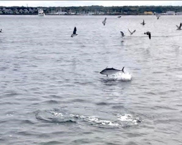 False albacore jumping in the east passage of Narragansett Bay as captured by Melissa Agonia a few seasons ago.