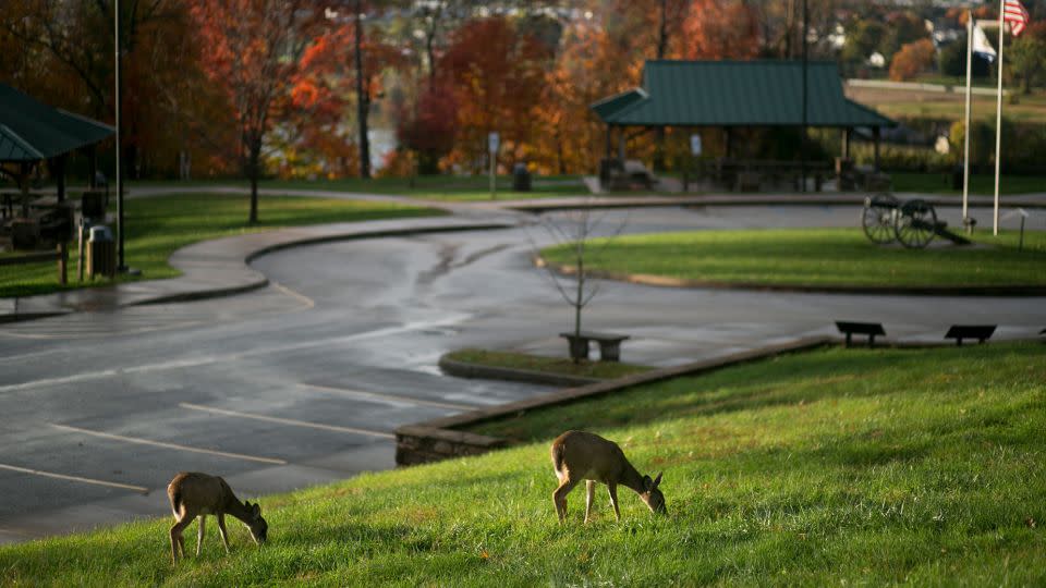 Deer graze at Fort Boreman Park in Parkersburg, West Virginia, near the border with Ohio. State Farm insurance says West Virginia has the highest likelihood of an animal-vehicle collision of any US state. - Maddie McGarvey/The Washington Post/Getty Images