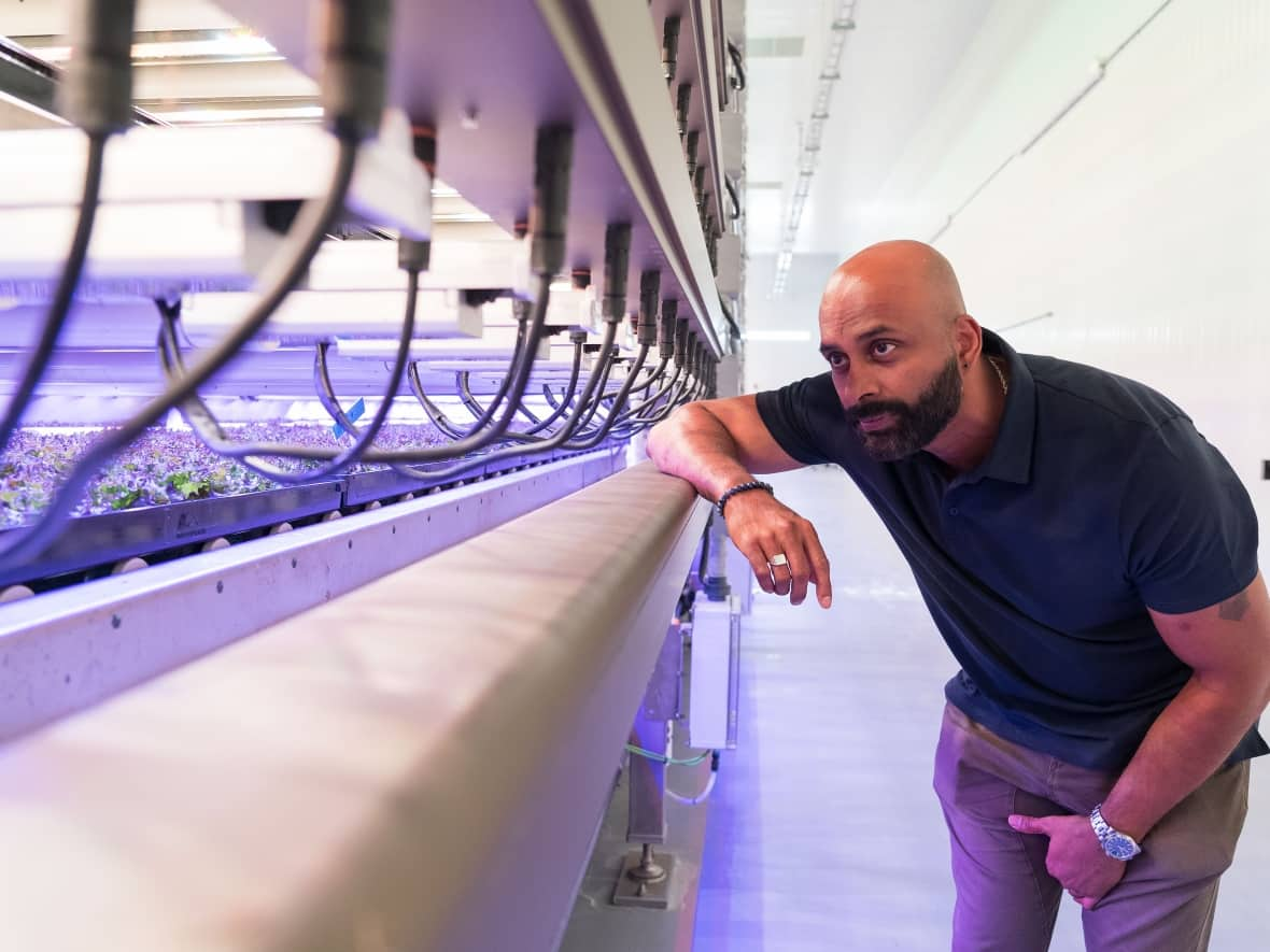 Lenny Louis is the CEO of Vision Greens, which runs a vertical farm facility in Welland, Ont., and has plans to expand across the country. (Laura Pedersen/CBC - image credit)