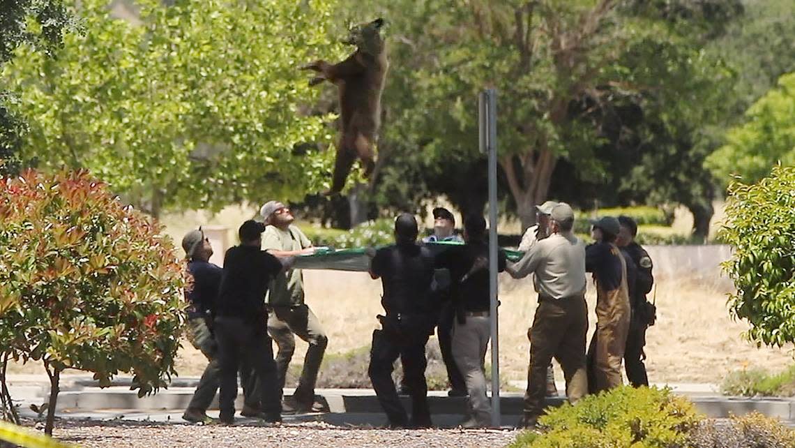 Bear falls into tarp after being sedated and falling from oak tree at Target shopping center Paso Robles on May 23, 2023. The bear had come down out of the oak and went back up after being darted.