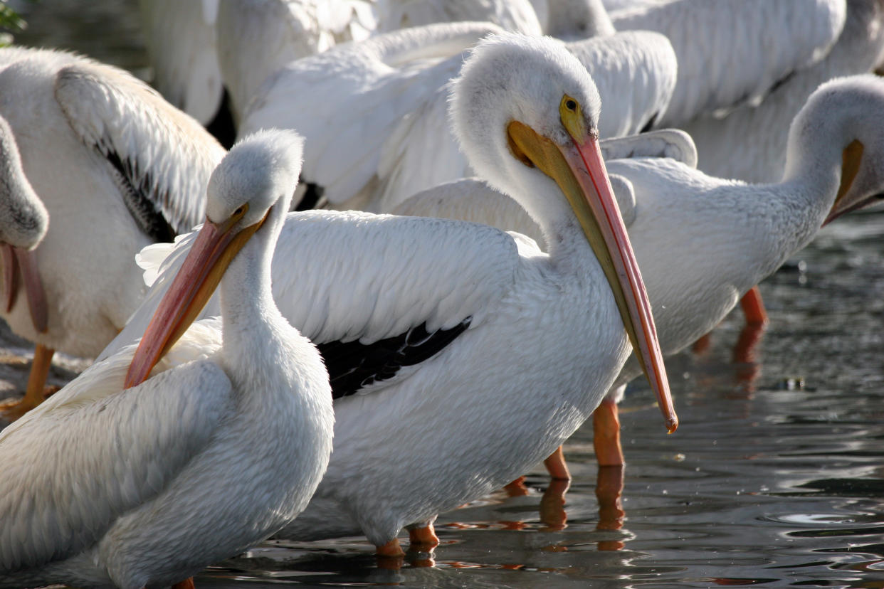 The first human case of H10N3, a strain of avian flu, has some worried that the next pandemic is looming. Here's why experts aren't concerned. (Photo: Getty Images)