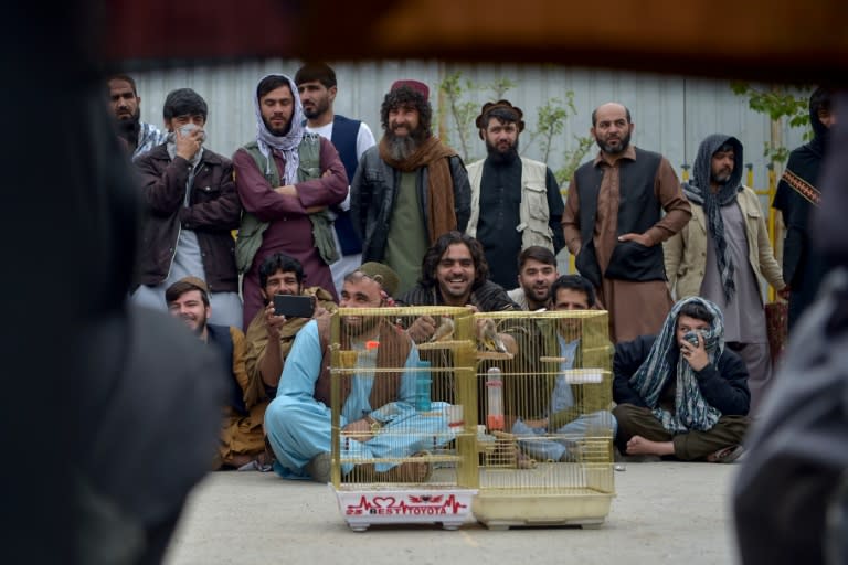 Un grupo de hombres observa una competición de jilgueros en Kabul, la capital de Afganistán, el 3 de mayo de 2024 (Ahmad SAHEL ARMAN)