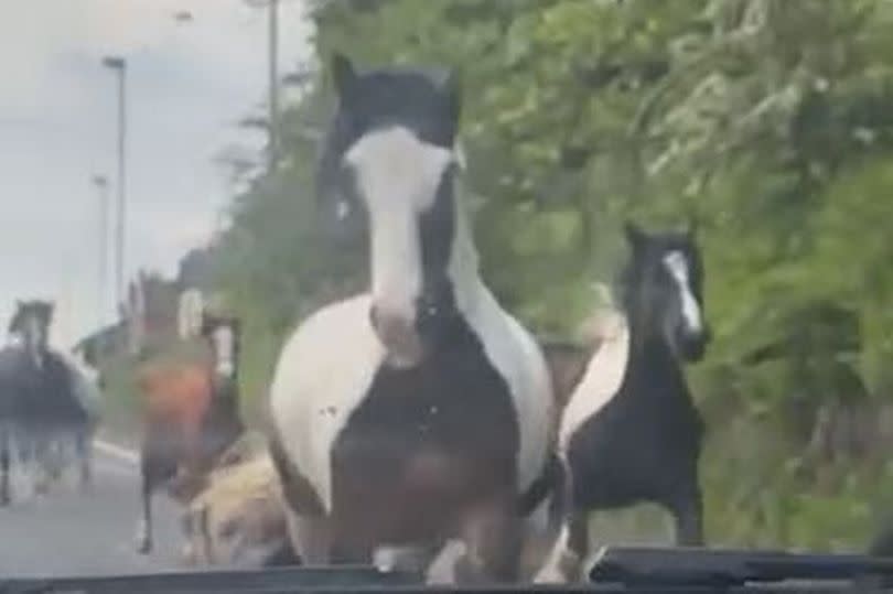 The horses were filmed galloping down the road beside traffic