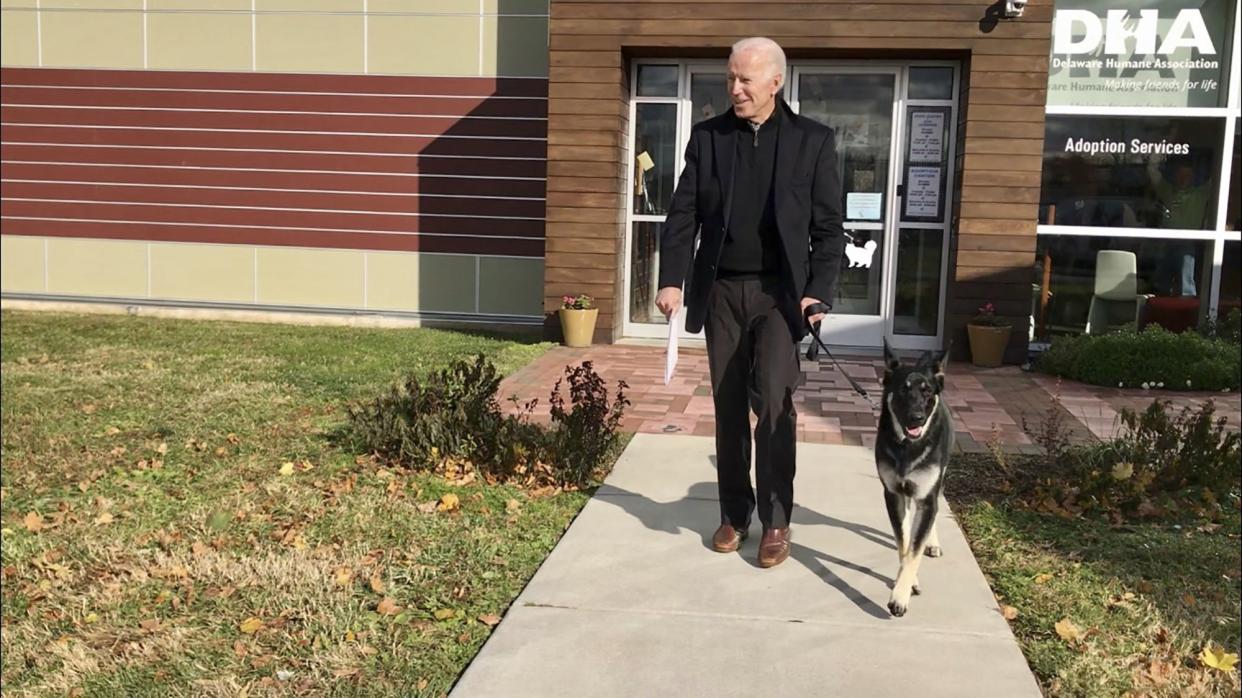 This Nov. 16, 2018, photo, file provided by the Delaware Humane Association shows Joe Biden and his newly-adopted German shepherd Major, in Wilmington, Del. President-elect Biden will likely wear a walking boot for the next several weeks as he recovers from breaking his right foot while playing with his dog Major on Saturday, Nov. 28, 2020, his doctor said. (Stephanie Carter/Delaware Humane Association via AP)