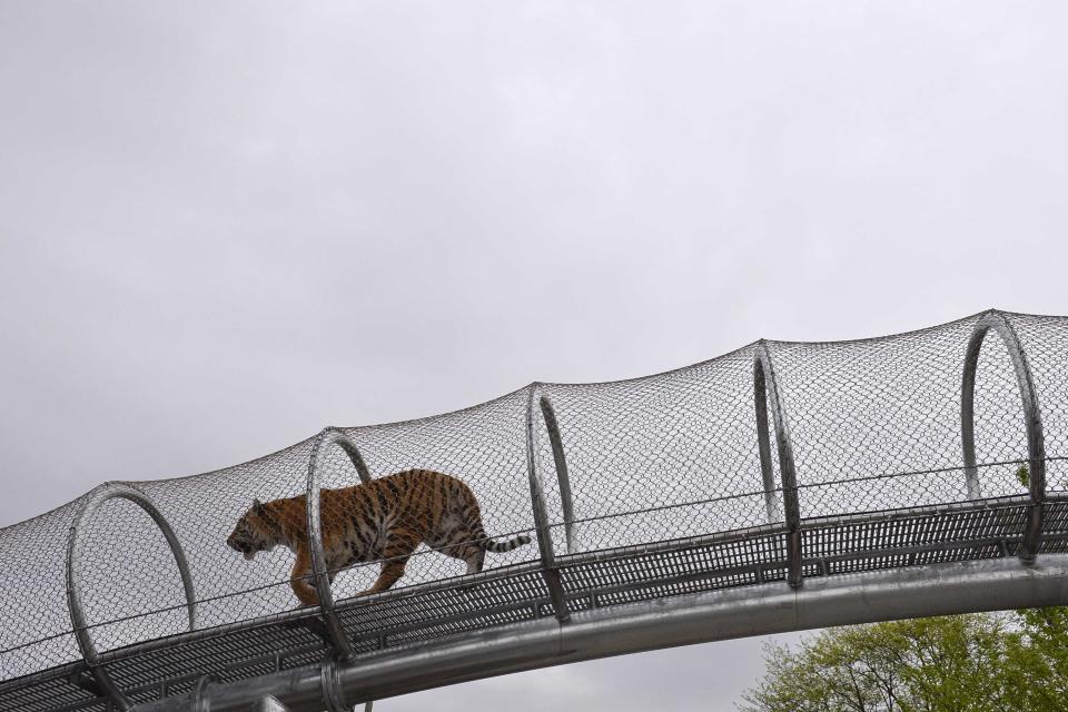 An Amur tiger walks over the new Big Cat Crossing at the Philadelphia Zoo in Philadelphia