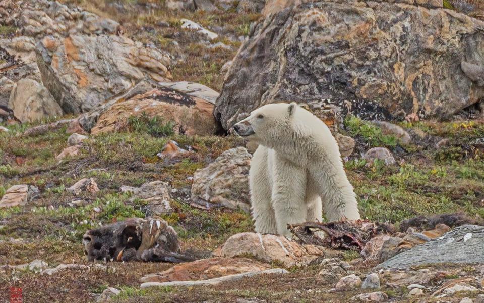Μια πολική αρκούδα στην ακτή της Γροιλανδίας
