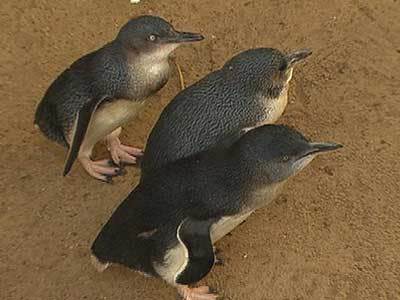 <p>Lack of little penguin eggs causes concern</p>